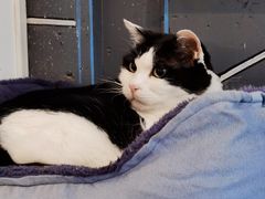 -Anne猫窝咖啡屋