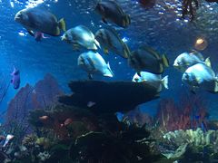 -迪拜帆船酒店海底餐厅