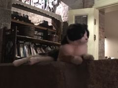 -杨桃院子咖啡吧(中华红墨店)