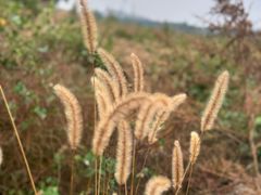 -永定河休闲森林公园