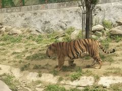 -栾川竹海野生动物园