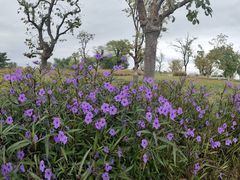 -汉长安城未央宫国家考古遗址公园