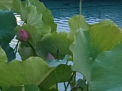 -秋水广场音乐喷泉