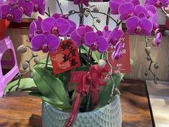 -溪岸路花鸟市场