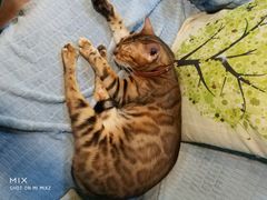 -李小姐の猫咖啡馆(五角场店)