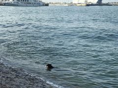 -青岛奥林匹克帆船中心