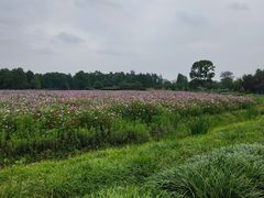 -径山花海