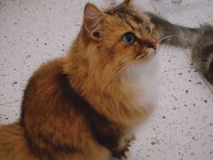 -猫域·湾主题猫咖·宠物吧(南坪城市广场店)