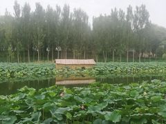 -白洋淀景区