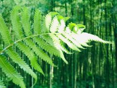 -黄海国家森林公园