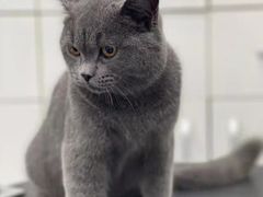 -欧奕国际动物医院