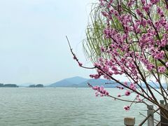 -无锡蠡湖国家湿地公园-蠡园