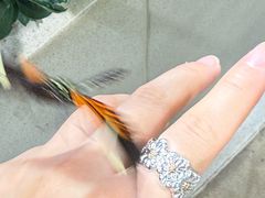 -美国自然历史博物馆