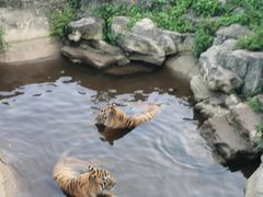 -深圳野生动物园