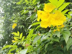-云溪植物园
