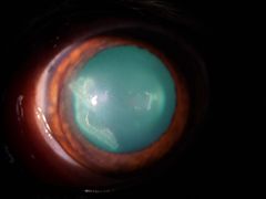 -爱侣宠医·鹦鹉专科·小型哺乳类·异宠专科(灵石路店)