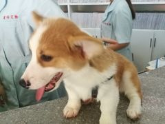 -爱侣宠医·鹦鹉专科·小型哺乳类·异宠专科(灵石路店)