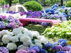 -上海鲜花港