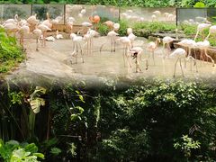 -深圳野生动物园