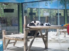 -栾川竹海野生动物园