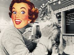 -飞行喵MR PILOT|猫舍·猫咖(静安大融城店)