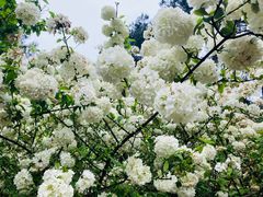 -铁山坪森林公园