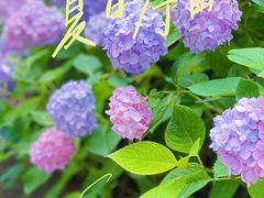 -上海滨江森林公园