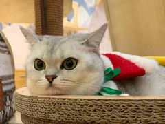 -滚猫咖啡·猫咖·猫友好撸猫(未来城店)