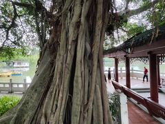 -西湖公园(鼓楼区)