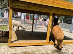 -长白岛森林公园