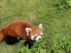 -灵玲国际马戏城