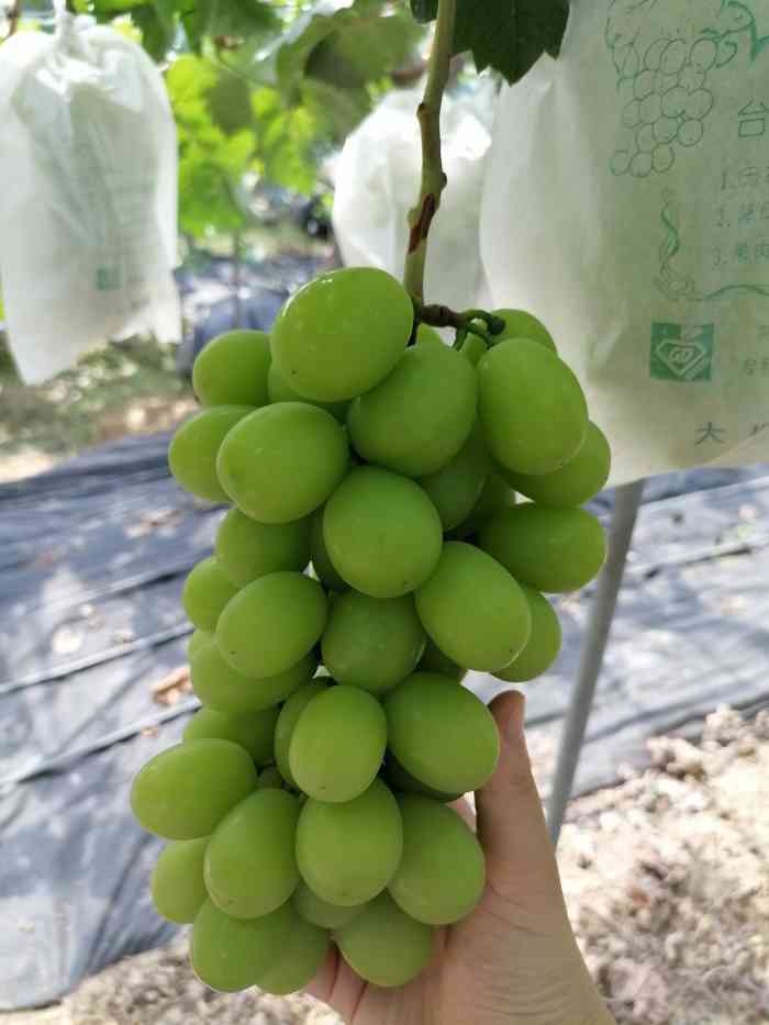 吴小平葡萄-"前一阵家里面说想去摘葡萄,找了周边的几个.