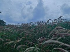 -光明小镇欢乐田园
