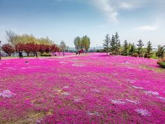 -羊亭河湿地公园