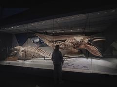 -贝林大翅鲸简餐厅(国家海洋博物馆店)