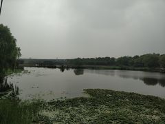 -荷塘月色湿地公园·向阳花洲