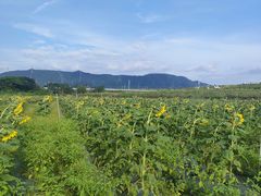 -光明小镇欢乐田园