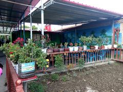 -马白开来特色羊排揪片子  (总店)