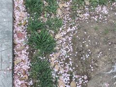 -高东镇樱花园