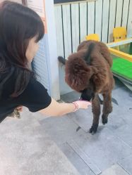 点击看大图 -神奇动物撸宠馆·羊驼·小浣熊·异宠(豫园店)