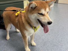 -顺强宠物诊所·狂犬免疫·夜诊·骨科(嘉定店)