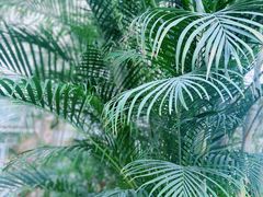 -郑州植物园