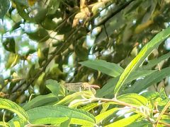 -桤木河湿地公园