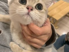 -飞行喵MR PILOT|猫舍·猫咖(静安大融城店)