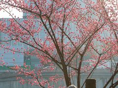 -望江楼公园