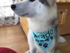 -Husky Go! 哈士奇体验馆·宠物咖啡厅狗咖