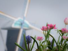 -上海鲜花港