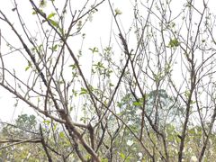 -南国桃园旅游度假区