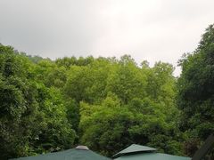 -阿巧茶庄