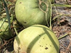 -南汇新场正宗水蜜桃采摘